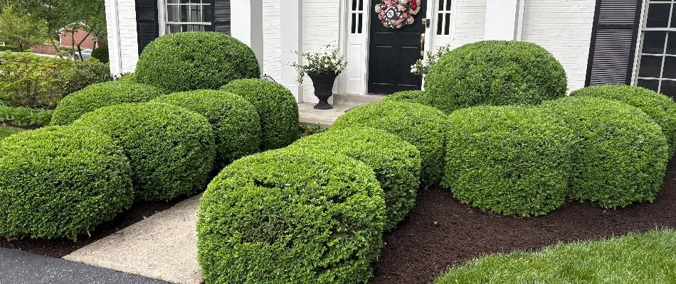 Dense, green shrubs near a front door of a house in Seneca Gardens, KY.