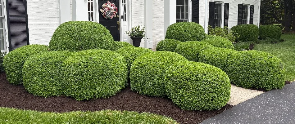 Dense green shrubs in a landscape bed in Douglass Hills, KY.