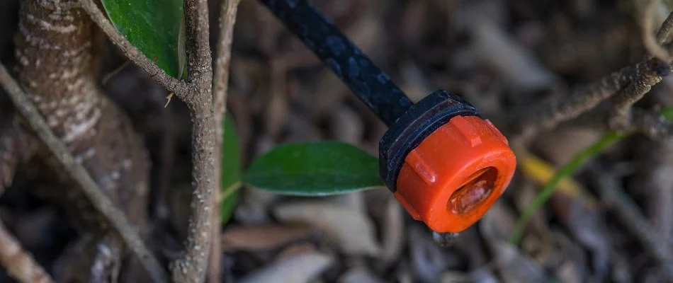 Drip irrigation emitter in Saint Regis Park, KY, beside a plant.