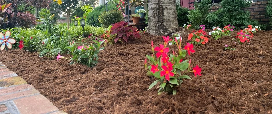 Fresh, brown mulch in a landscape bed in Louisville, KY.