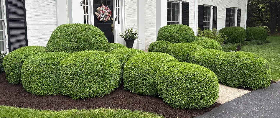 Full, shaped shrubs in a landscape in West Buechel, KY.