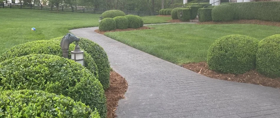 Green shrubs along a walkway in Louisville, KY.