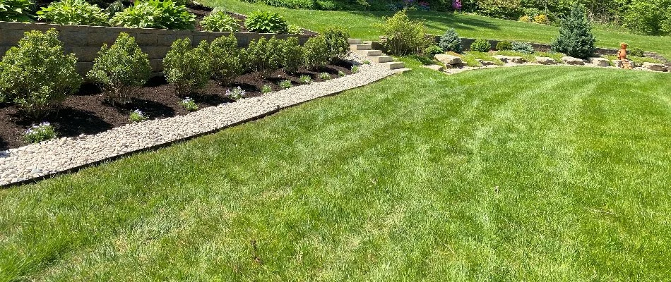 Healthy green lawn in Louisville, KY, next to a landscape bed.