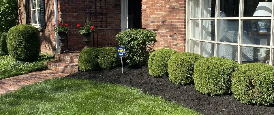 Healthy green shrubs in a mulched landscape in Louisville, KY.