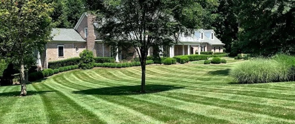 Healthy, neat grass in Louisville, KY, with green shrubs and trees.
