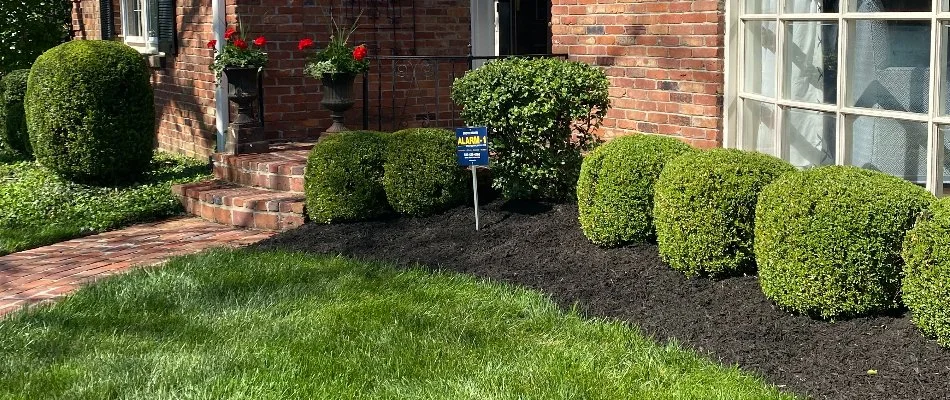 Landscape bed in Indian Hills, KY, with black mulch and green shrubs.