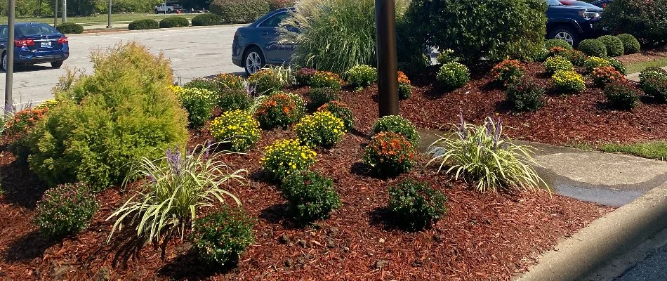 Landscape bed in St. Matthews, KY, with mulch, shrubs, and flowers.