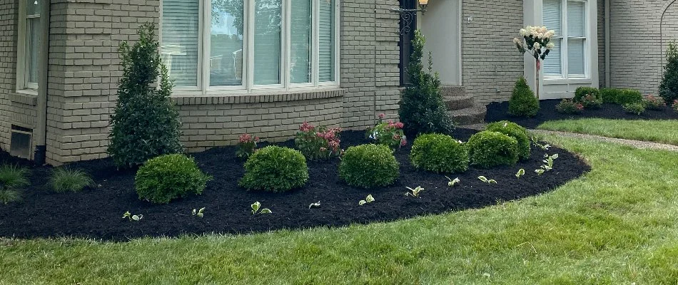 Landscape bed in Louisville, KY, with black mulch and plantings.