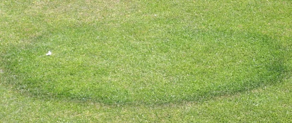 Lawn in Louisville, KY, affected by fairy ring disease.