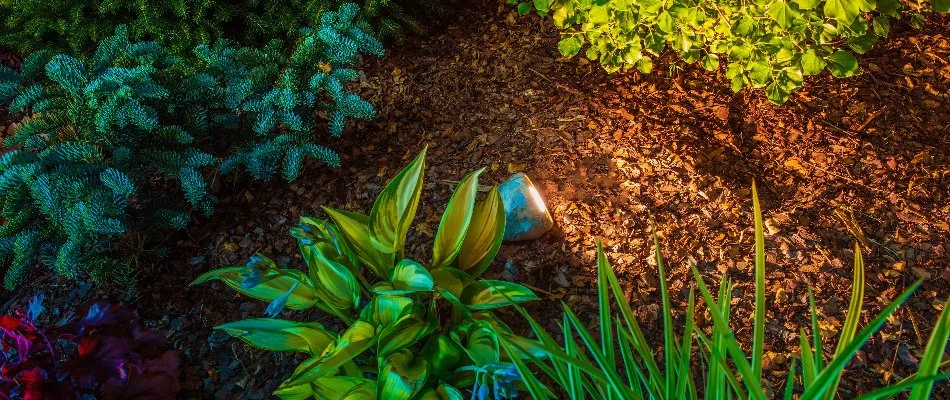 Lighting in a landscape in Louisville, KY, with shrubs.