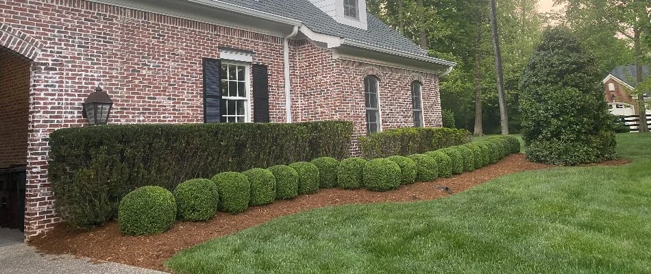 Neatly trimmed shrubs in Louisville, KY.