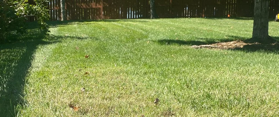 Sunny backyard with green grass and wooden fence in Louisville, KY.