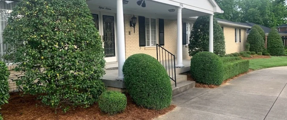 Lush and healthy shrubs in a front yard in Louisville, KY.