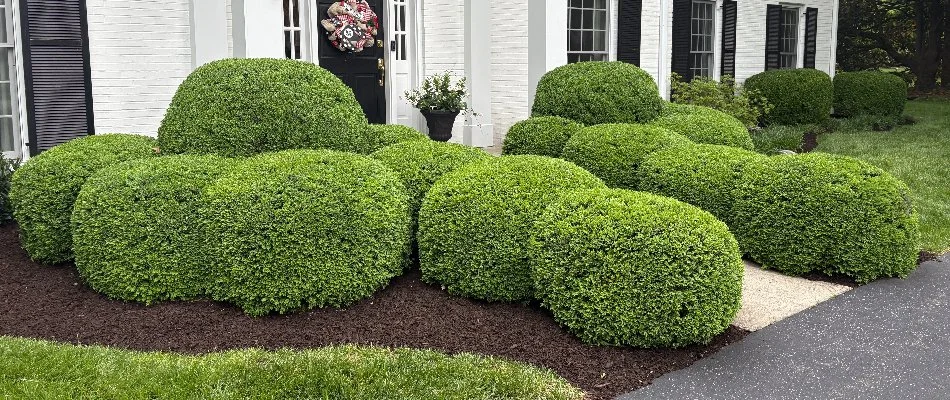 Lush and healthy shrubs in a front yard in Saint Regis Park, KY.