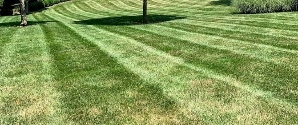 Manicured grass from lawn mowing in Louisville, KY.