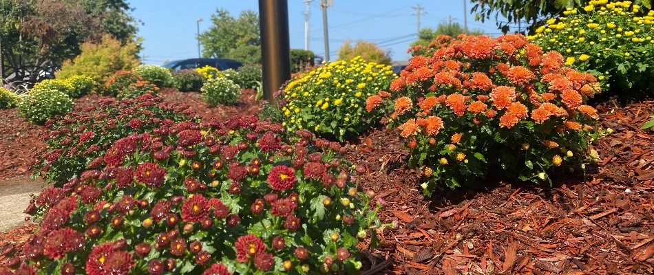 Mulched landscape bed in Glenview, KY, with red, yellow, and orange flowers.
