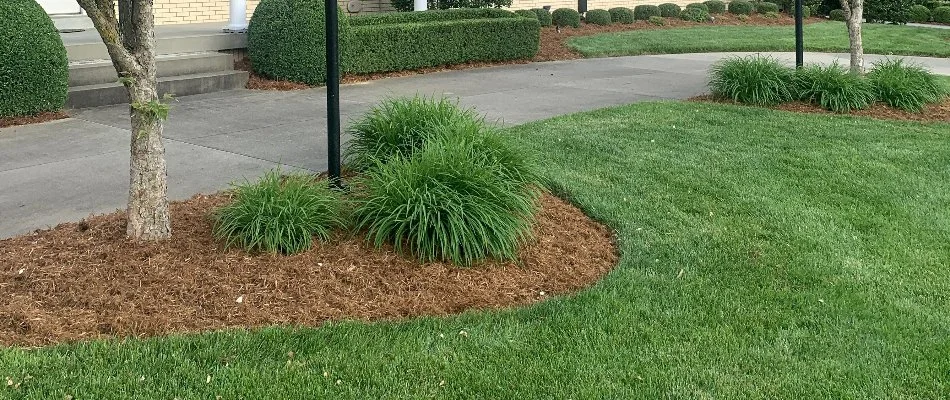 Neat lawn and landscape beds after overgrown cleanup service in Louisville, KY.