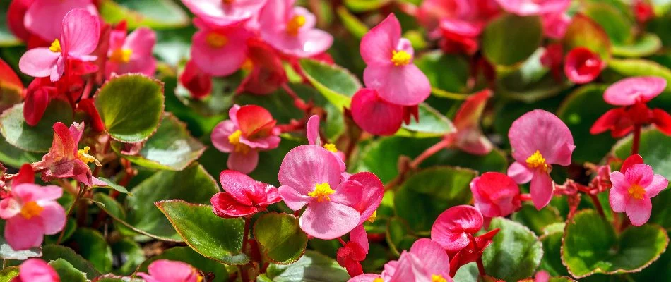 Pink begonias with green leaves.