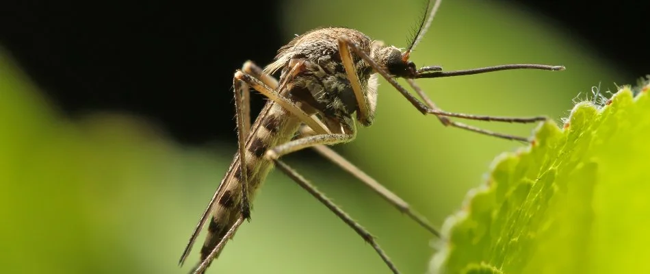 Closeup of mosquito on a leaf.