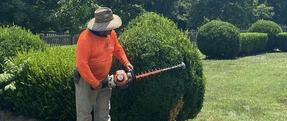 Landscape professional in Louisville, KY, trimming a shrub.