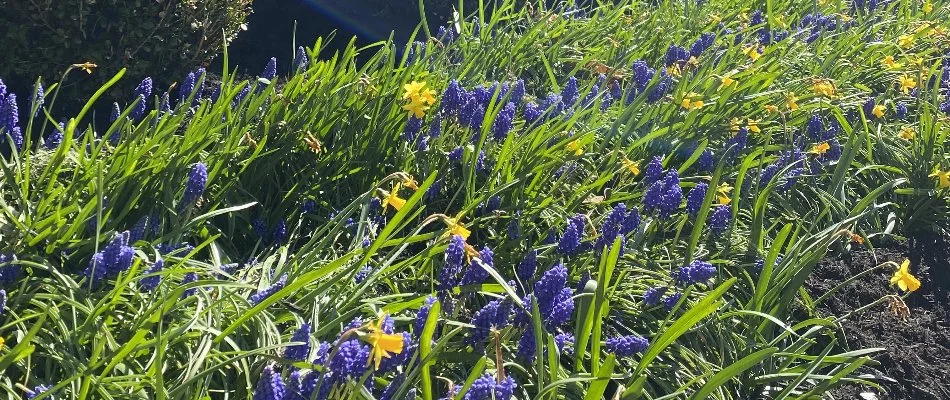 Purple flowers in landscape at a property in Jeffersonville, IN.