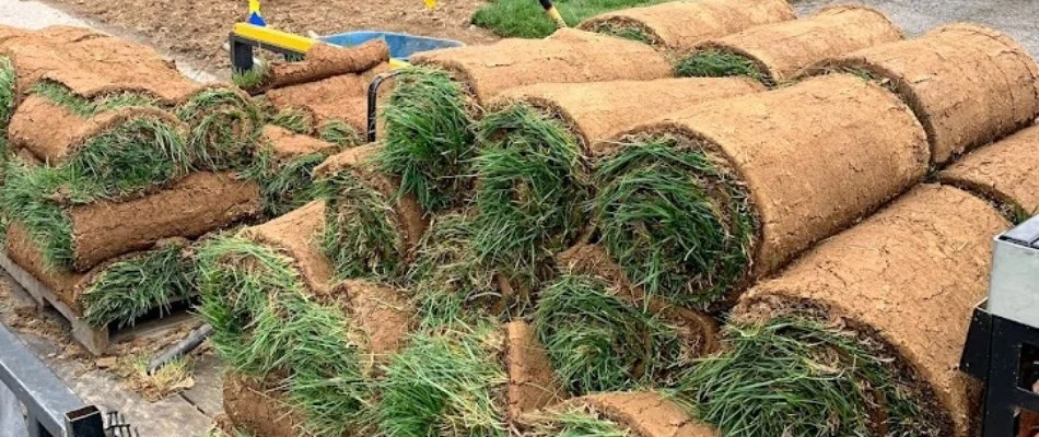 Rolls of sod in Louisville, KY.