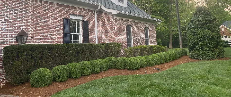 Green, residential lawn that is free of weeds with a work truck in front of it.