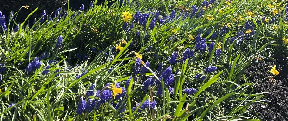 Purple and yellow flowers in Louisville, KY.