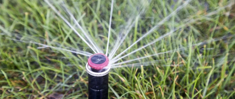 Sprinkler head on a lawn in Louisville, KY.