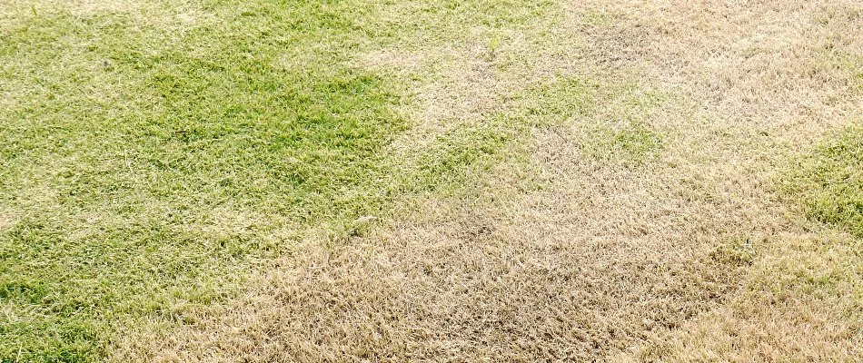 Summer patch disease on grass in Louisville, KY.