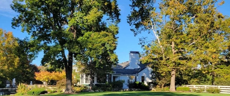 Tall, healthy trees in Oak Park, IN.