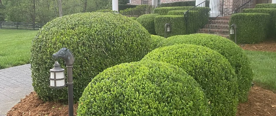Trimmed and shaped shrubs in a yard in St. Matthews, KY.