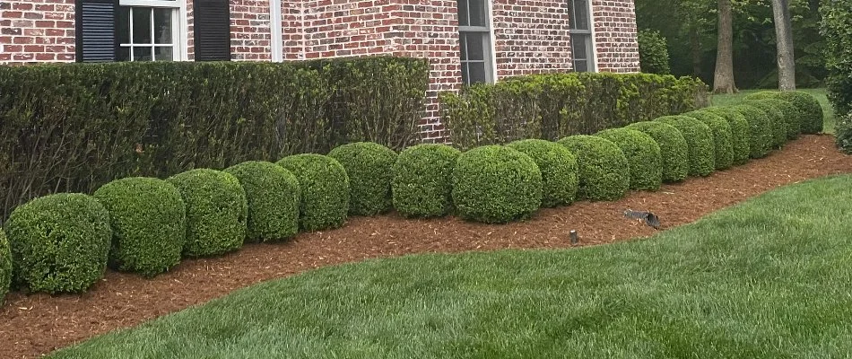 Trimmed shrubs beside a green lawn in Louisville, KY.