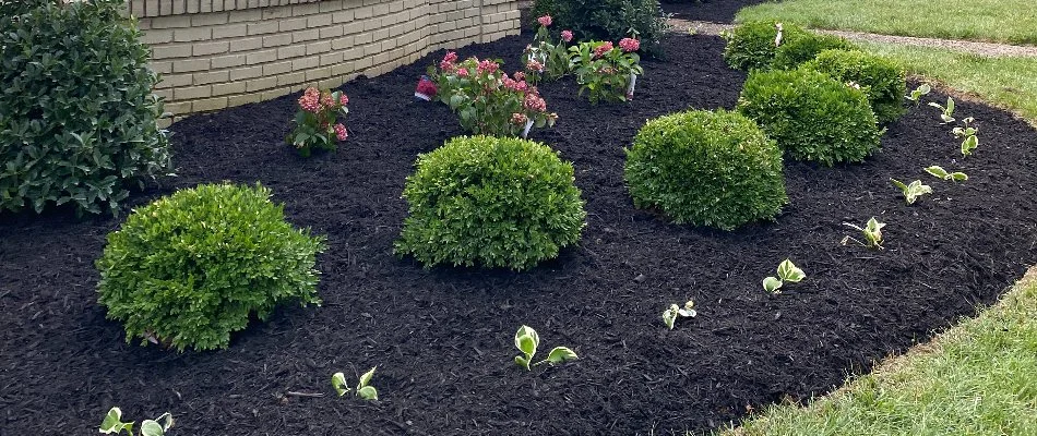 Weed-free landscape bed in Louisville, KY, with shrubs.
