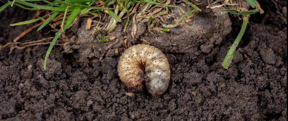 Grub in soil near grass on a lawn in Louisville, KY.